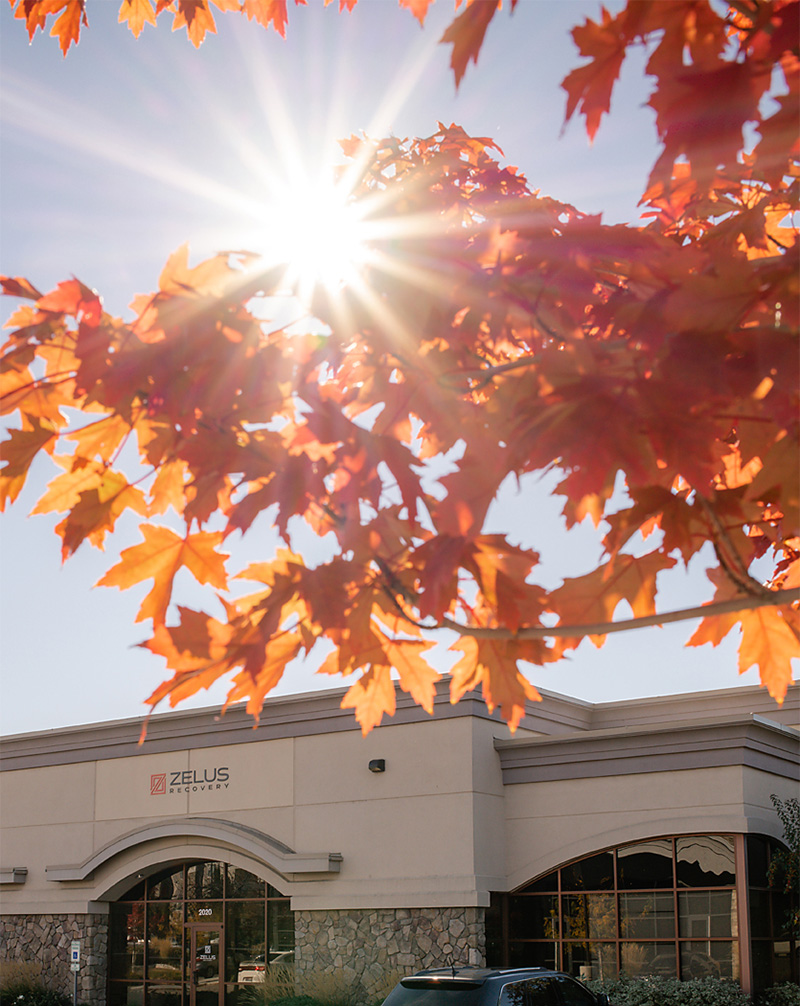 Leaves on tree and sun peering through